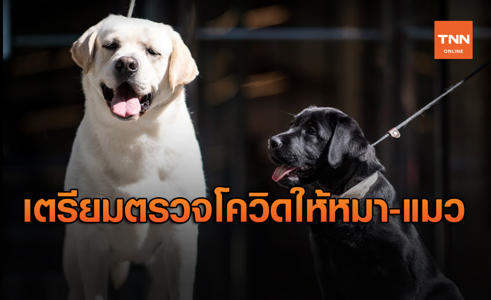 เกาหลีใต้ประกาศตรวจหาเชื้อโควิดให้สัตว์เลี้ยง ทั้งสุนัขและแมว