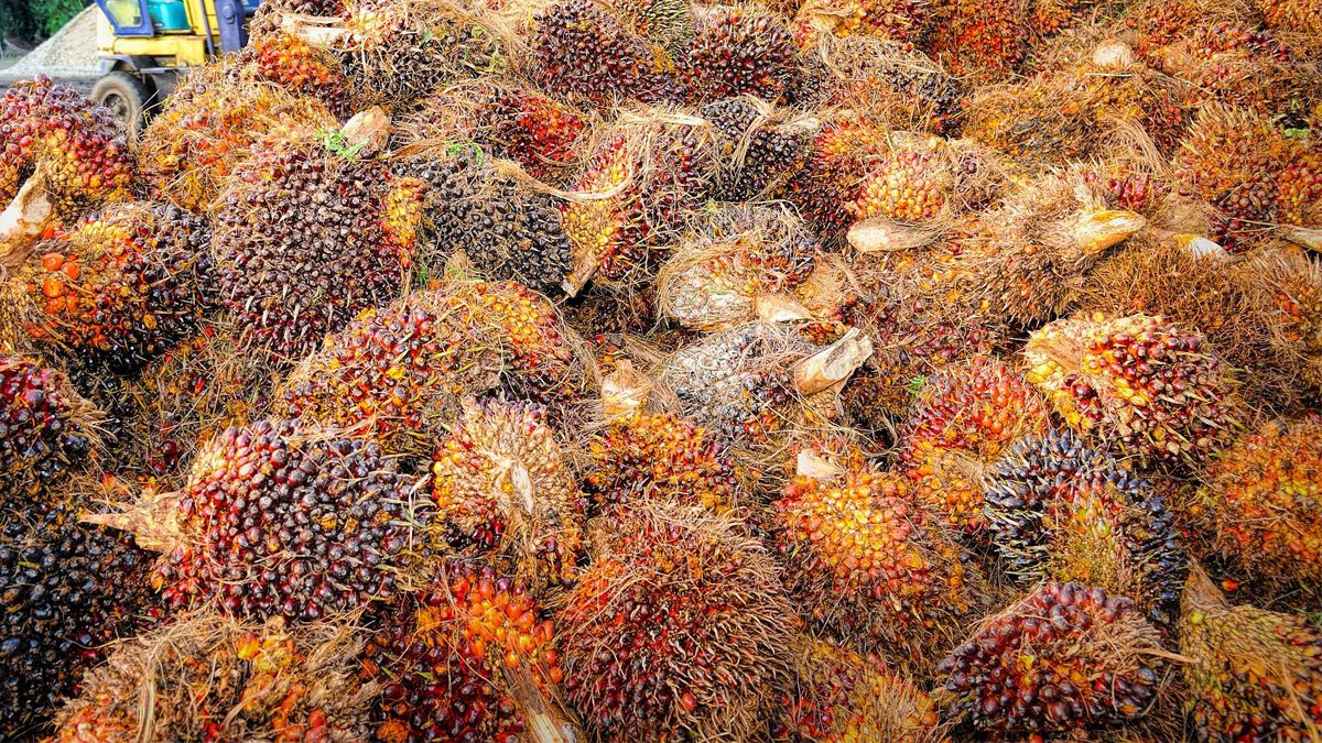 เกษตรกรพอใจ ราคาปาล์มสูง วอนรัฐสกัดนำเข้า จี้จับตามี.ค.ผลผลิตออกมาก