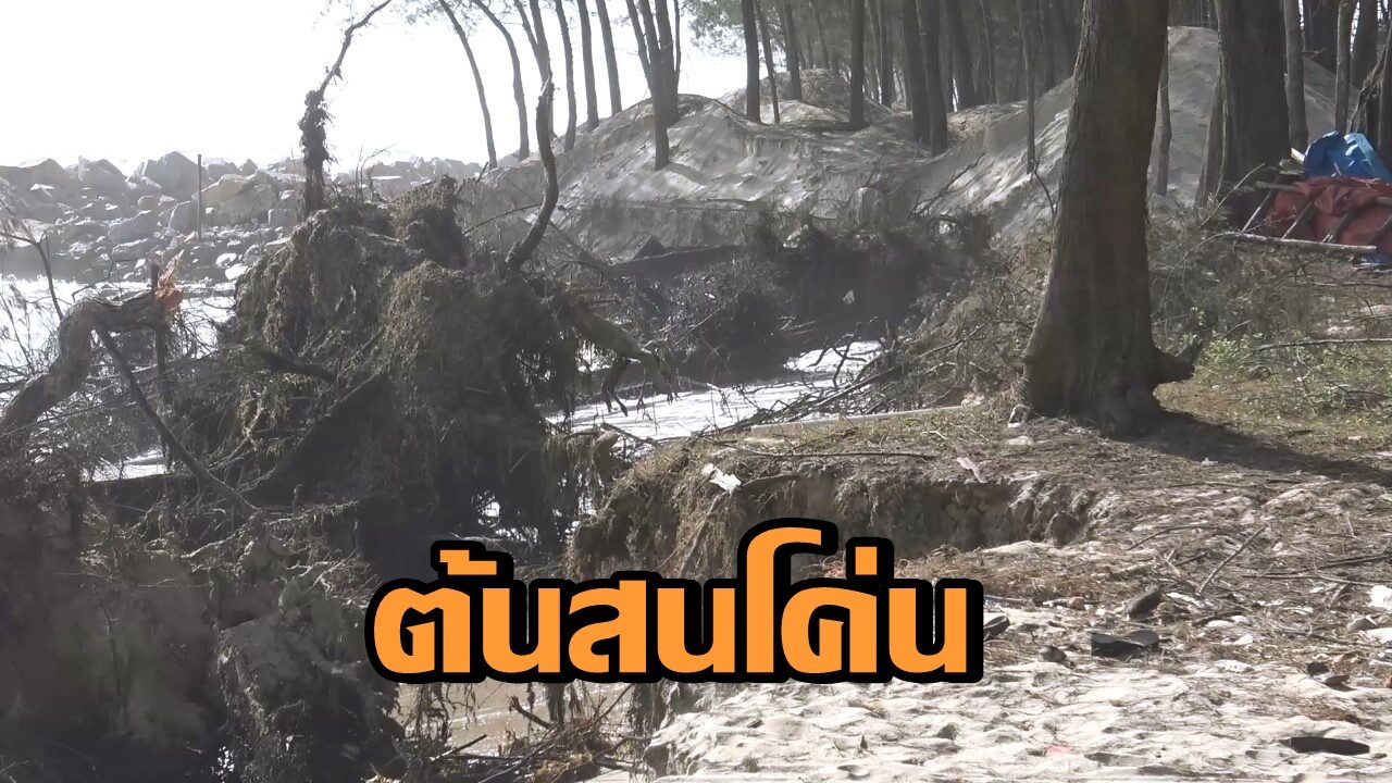 ต้นสนโค่น! คลื่นลมอ่าวไทยตอนล่างกำลังแรง ซัดชายหาดสงขลาเสียหาย
