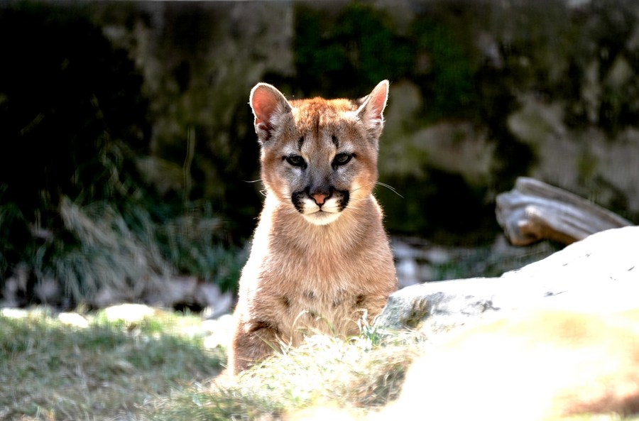 สวนเซี่ยงไฮ้เผยชื่อ 'ลูกเสือพูมา' 3 ตัว ที่เกิดเมื่อปลายปีที่แล้ว