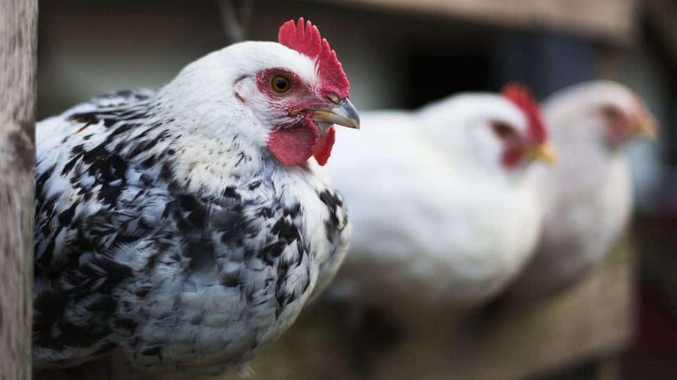 รัสเซีย ตรวจพบครั้งแรก ไข้หวัดนกสายพันธุ์ H5N8 ในมนุษย์