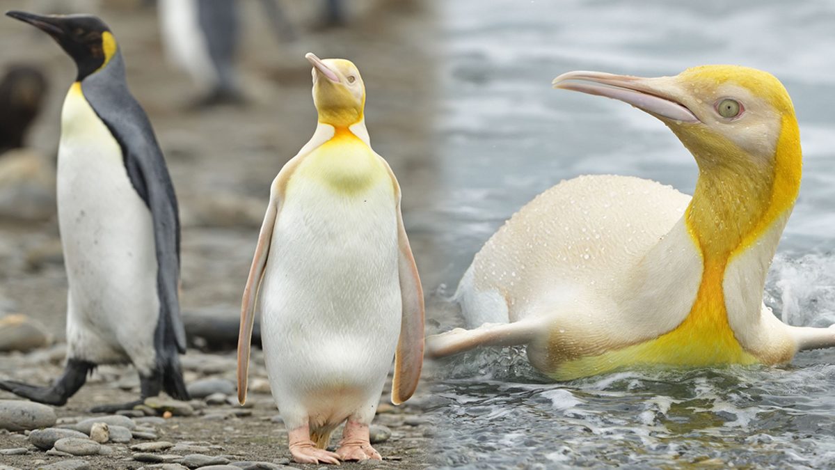 เปิดภาพ 'เพนกวินสีเหลือง' ครั้งแรกของโลก สุดหายาก หนึ่งในแสนเท่านั้น!