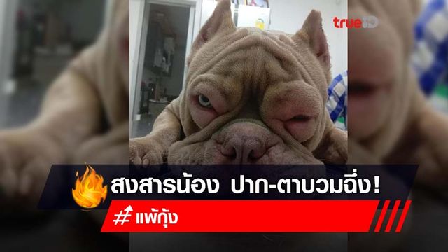 เอ็นดูน้อง! "เจ้าข้าวโพด" แพ้กุ้งจนตา-ปากบวมเป่ง เอ็นดูน้อง! "เจ้าข้าวโพด" แพ้กุ้งจนตา-ปากบวมเป่ง
