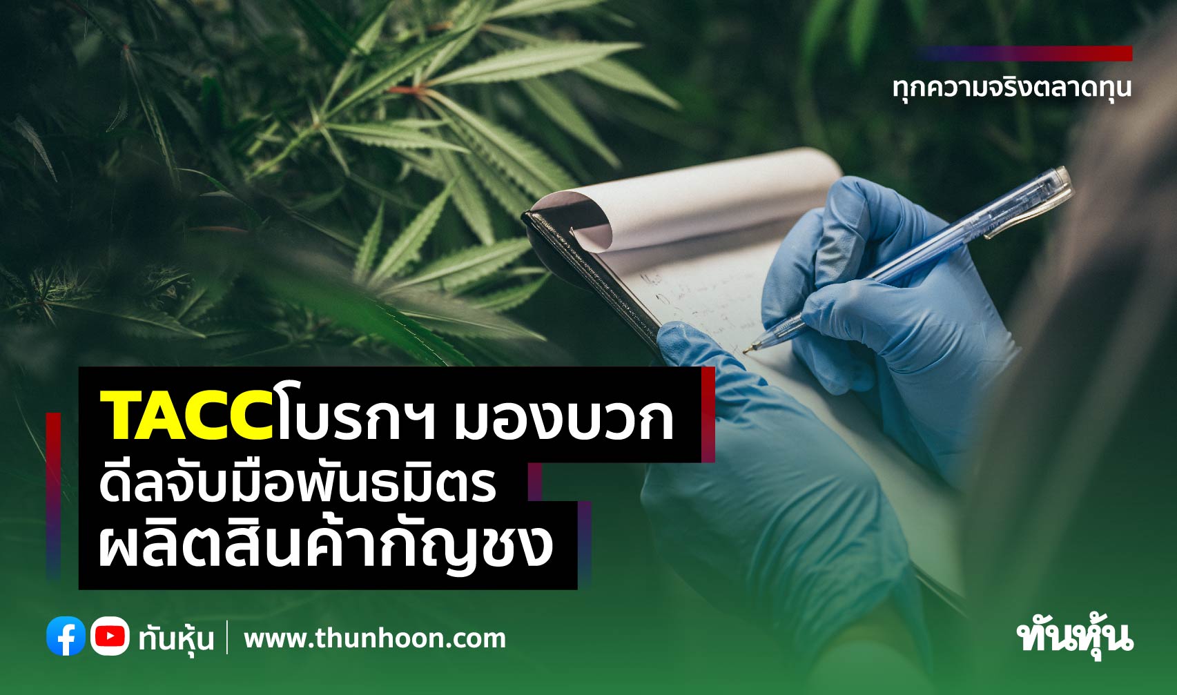 TACC โบรกฯ มองบวกดีลจับมือพันธมิตรผลิตสินค้ากัญชง