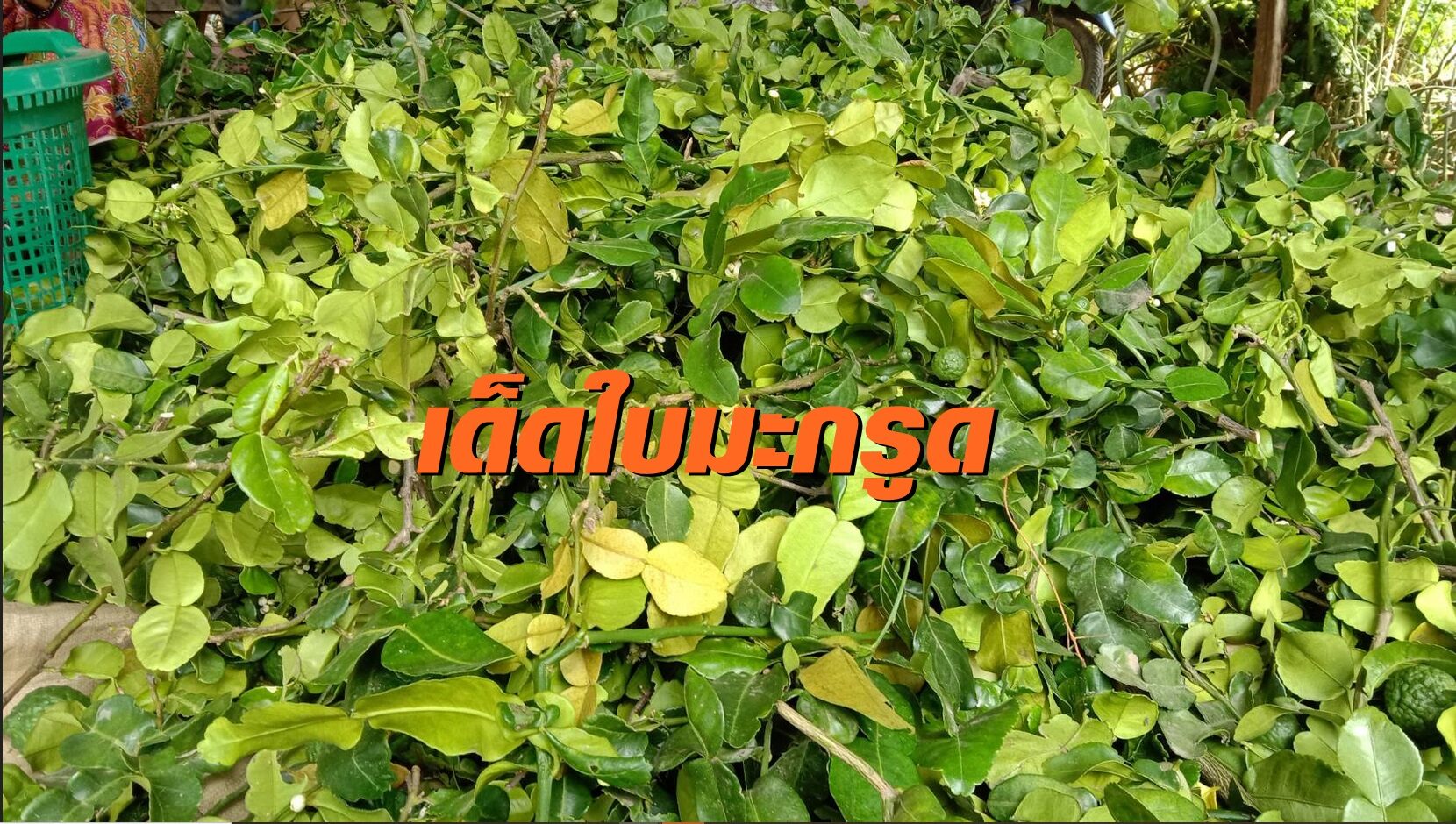 "สูงวัย" รวมกลุ่มรับจ้างเด็ดใบมะกรูดส่งพ่อค้า รายได้งาม