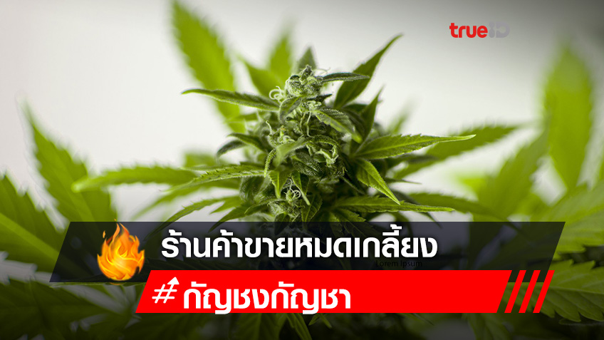 วันแรก 'มหกรรมกัญชา' ร้านค้าขายหมดเกลี้ยง เร่งจัดเต็มสินค้า เสิร์ฟลูกค้าอีก 2 วันที่เหลือ