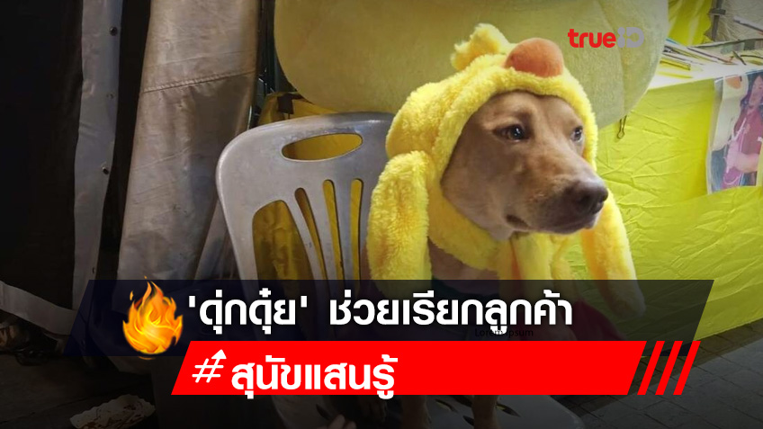 น่าเอ็นดู! 'ดุ่กดุ๋ย' สุนัขแสนรู้ ช่วยเรียกลูกค้าเข้าร้าน แถมอ้อนเจ้าของป้อนปลาหมึกย่างให้กิน (คลิป)