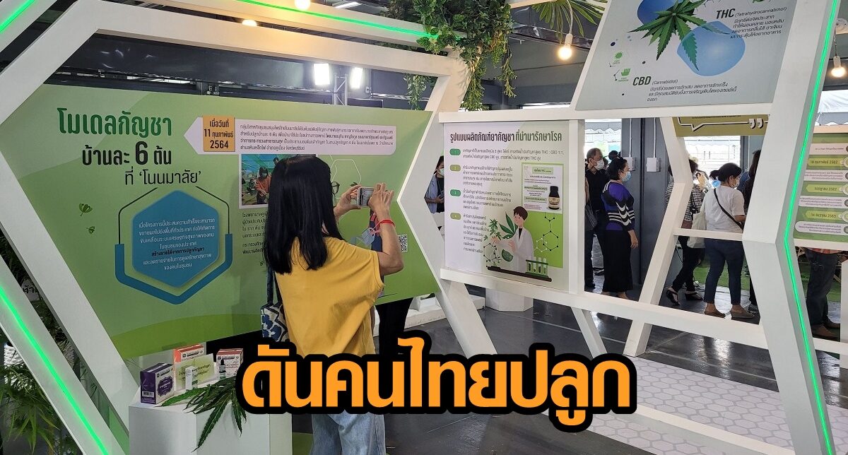 อย. เผยไทยเข้าถึง 'กัญชา-กัญชง' ที่สุดในเอเชีย ดันคนไทยปลูกรองรับตลาดโลก ปรึกษาฟรี