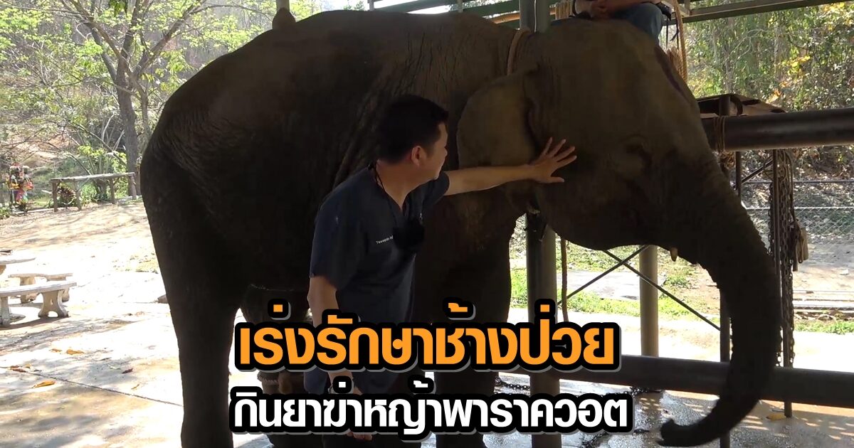 เร่งรักษา 7 ช้างป่วย กินยาฆ่าหญ้าพาราควอต ชี้ทั้งหมดอาการน่าเป็นห่วง
