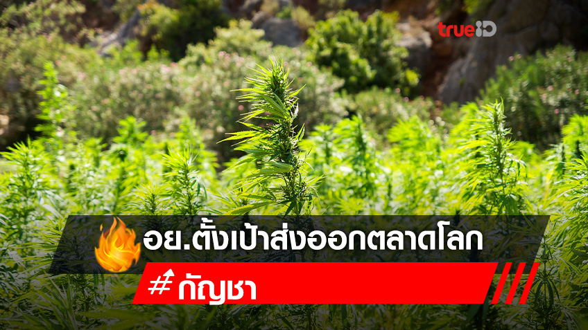 อย. ตั้งเป้าส่งออก 'กัญชา' บุกตลาดโลก ให้ปชช.มีทางเลือก สร้างรายได้