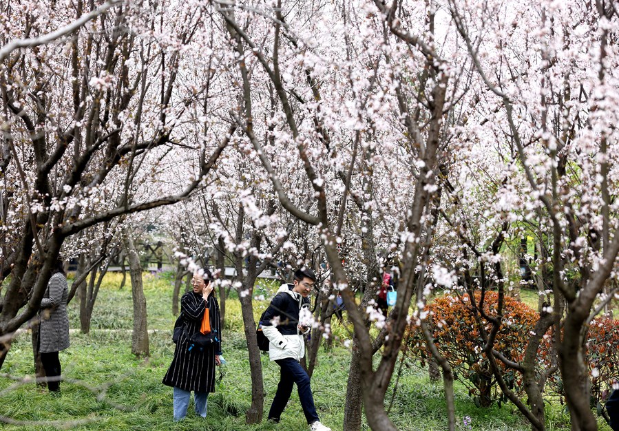 เซี่ยงไฮ้เปิดฉาก 'เทศกาลชมดอกซากุระ' ละลานตากว่า 1.4 หมื่นดอก