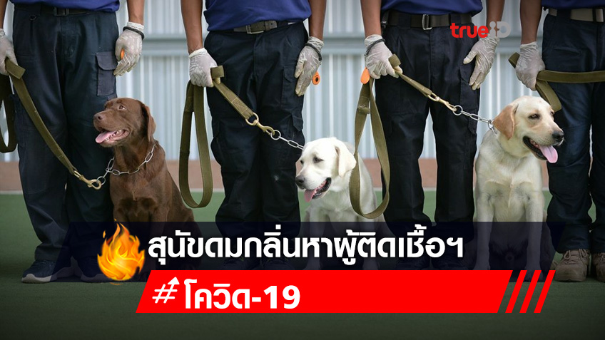 ครั้งแรกในไทย! จุฬาฯ วิจัยสำเร็จ 'สุนัขดมกลิ่นหาผู้ติดเชื้อโควิด-19' ยืนยันผลถูกต้องแม่นยำ