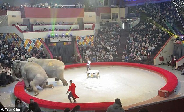ช็อกโรงละครสัตว์รัสเซีย ช้าง 2 ตัวดวลกันขอบเวที ผู้ชมลุกขึ้นวิ่งหนีกระเจิง