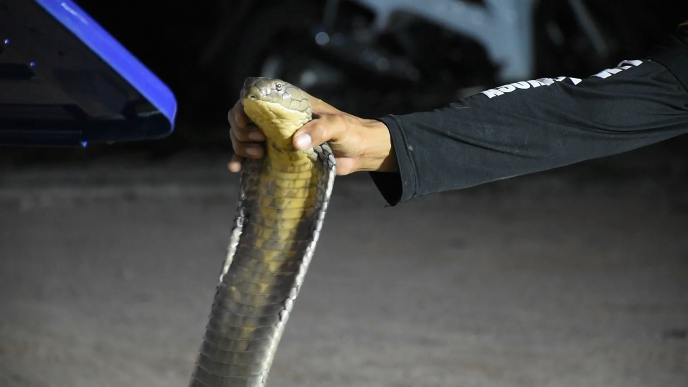 หวาดเสียว! อาสาพิทักษ์งูจันทบุรี ใช้มือเปล่าจับจงอางยักษ์ ยาวกว่า 4 เมตร เลื้อยซุกรถบรรทุก (มีคลิป)