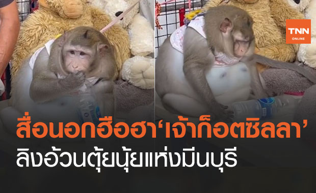 สื่อนอกตีข่าว "เจ้าก็อตซิลลา" ลิงไทยสุดตุ้ยนุ้ยน้ำหนัก 20 กก.