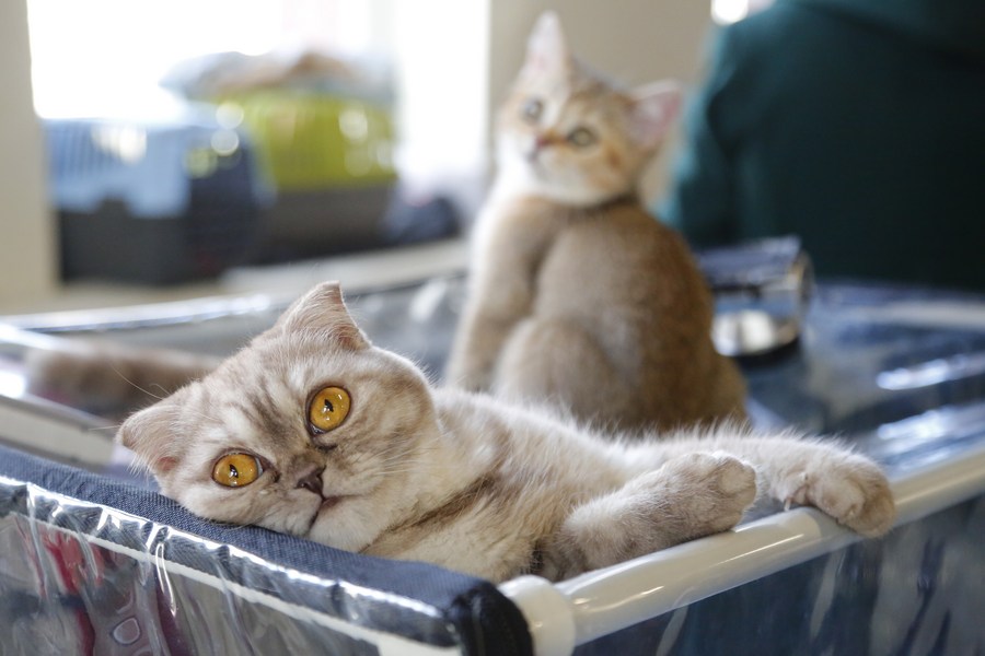 เหล่าทาสแมวร่วมพบปะ 'เจ้านายขนฟู' ในมอสโก
