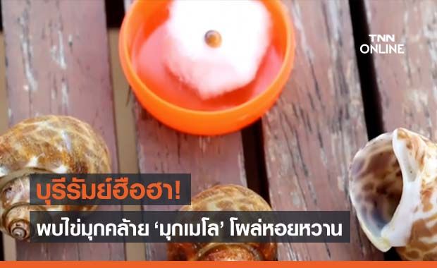 บุรีรัมย์ฮือฮา ‘ไข่มุกเมโล’ โผล่หอยหวาน วอนผู้เชี่ยวชาญตรวจสอบ บุรีรัมย์ฮือฮา ‘ไข่มุกเมโล’ โผล่หอยหวาน วอนผู้เชี่ยวชาญตรวจสอบ