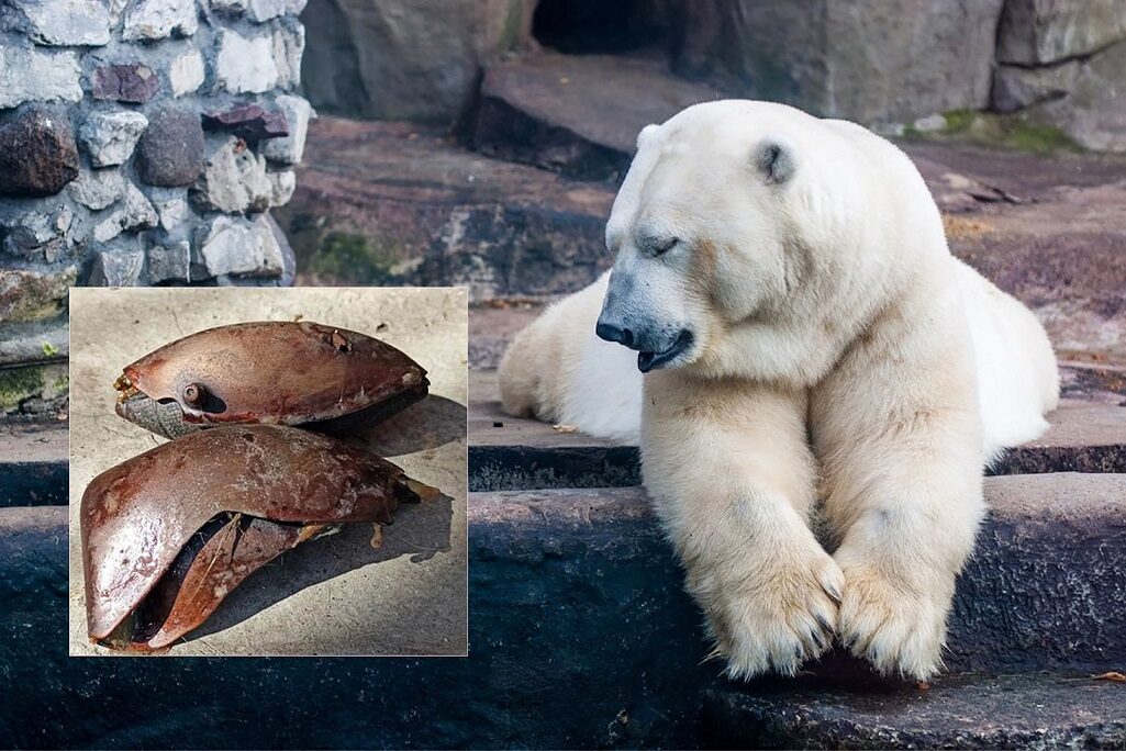 สูญเสียหมีขั้วโลกตัวดัง นักท่องเที่ยวชุ่ย โยนบอลเข้าไป - คู่ของมันซึมด้วย