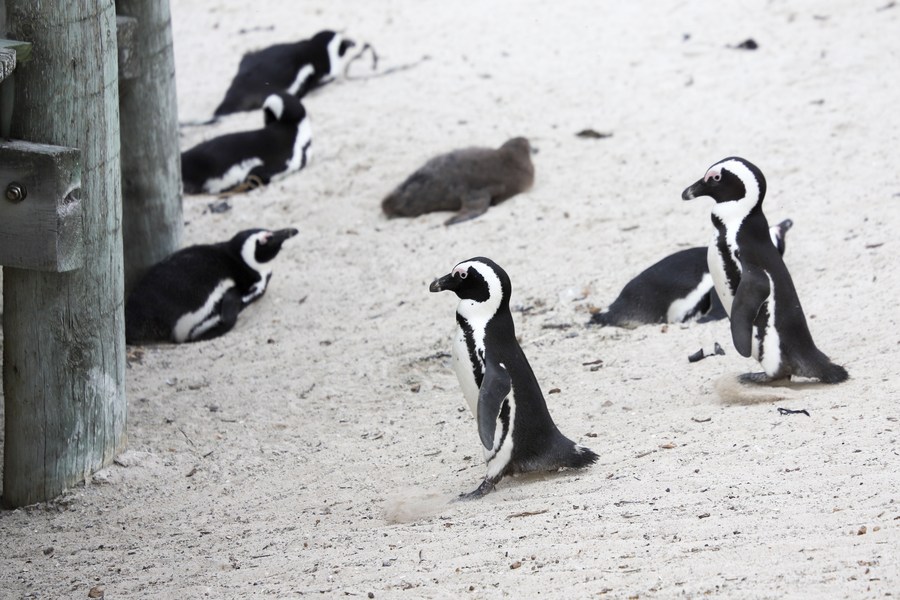 น่ารัก! ส่องเหล่า 'เพนกวินแอฟริกัน' บนหาดแอฟริกาใต้