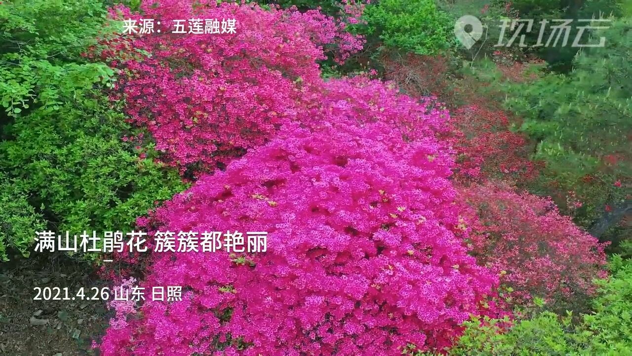 ไต่บันไดชมดอกไม้ที่สวน 'กุหลาบพันปี' บนเขาจิ่วเซียน