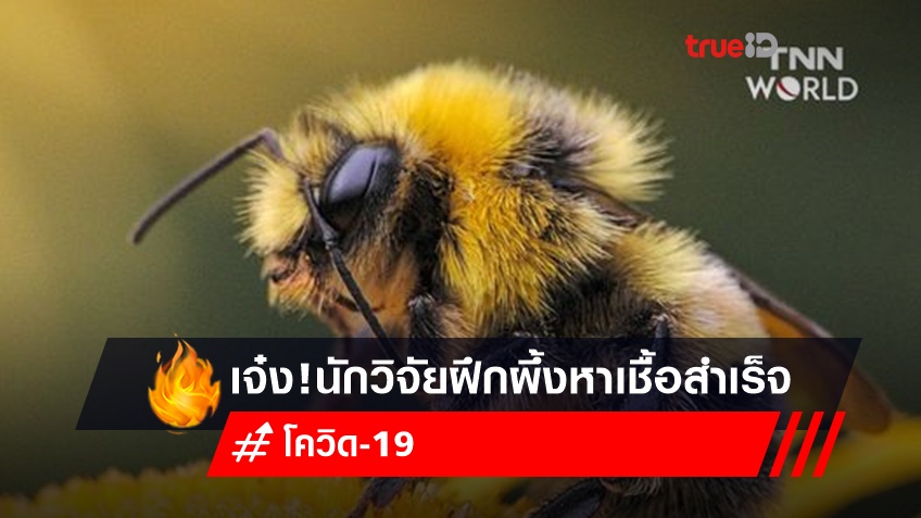 นักวิจัยเนเธอร์แลนด์ ฝึกผึ้งให้ตรวจหาเชื้อโควิด-19 ได้สำเร็จ