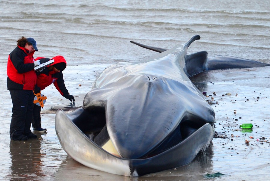 หาดซานฟรานฯ พบ 'วาฬเกยตื้นตาย' ตัวที่ 12 ของปี 2021