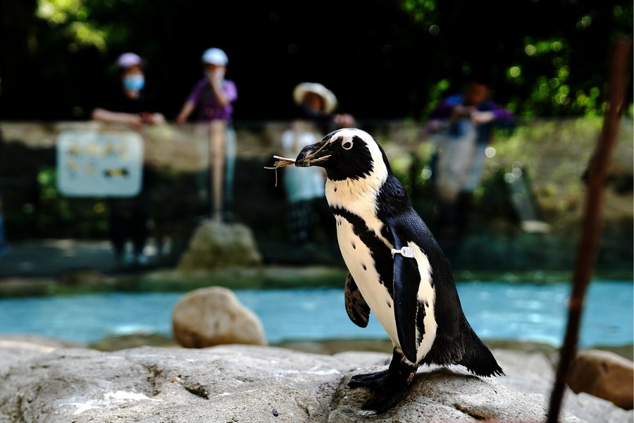 เพนกวินแอฟริกันสำรวจ 'บ้านใหม่' ในสวนสัตว์เซี่ยงไฮ้