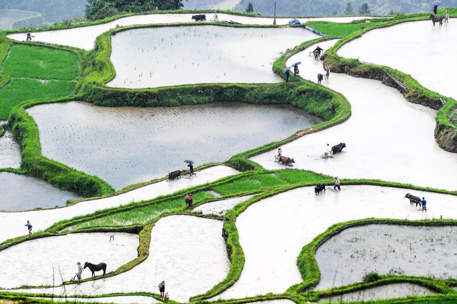 'หยางต้ง' หมู่บ้านจีนผู้สืบสานธรรมเนียมการไถนาด้วยวัวควาย