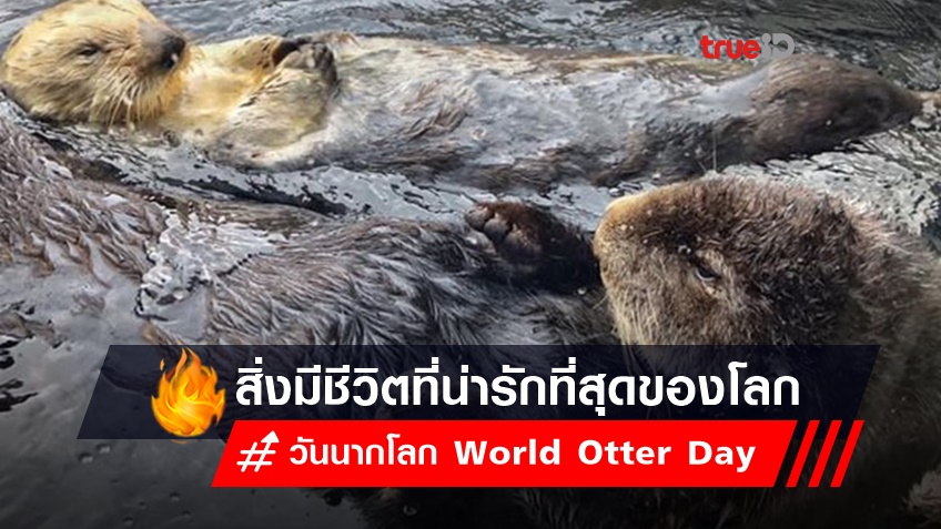 26 พฤษภาคม 2566 วันนากโลก World Otter Day สิ่งมีชีวิตที่น่ารักที่สุดชนิดหนึ่งของโลก