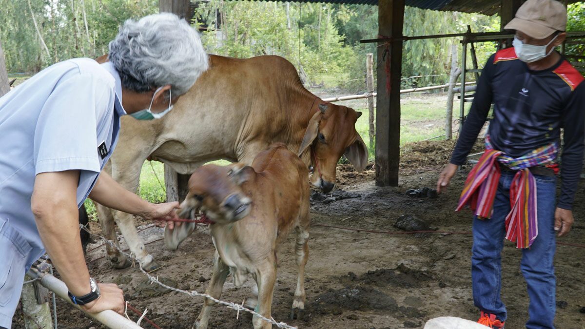 หนองคาย พบวัวกว่าพันตัว ในพื้นที่ 9อำเภอ ป่วยโรคระบาด ลัมปี สกิน