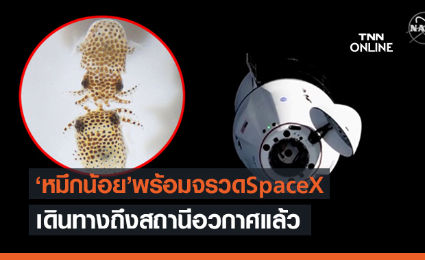 แข็งแกร่งที่สุดในโลก! ’หมึกน้อย’ ขี่จรวด SpaceX Dragon ถึงสถานีอวกาศแล้ว