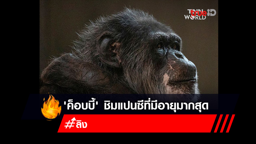 'ค็อบบี้' ลิงชิมแปนซีที่มีอายุมากสุดในอเมริกา ตายแล้ว