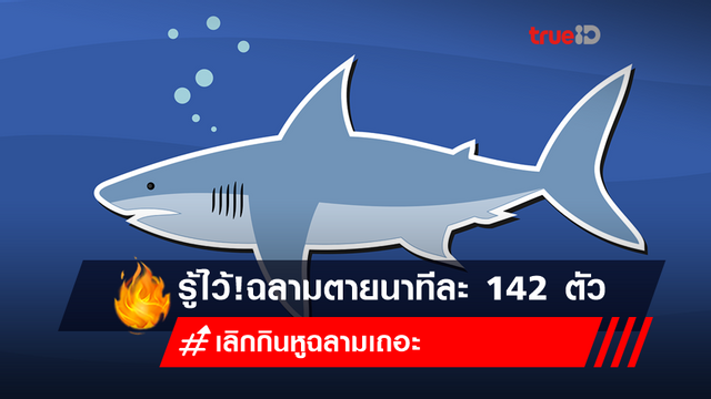 วิกฤตฉลามไทยก่อนตายหมดทะเล! วิกฤตฉลามไทยก่อนตายหมดทะเล!