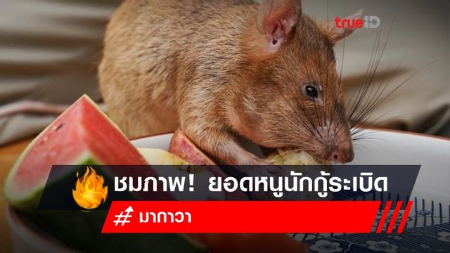 ชมภาพ! ชีวิตวัยเกษียณของยอดหนูนักกู้ระเบิด ชมภาพ! ชีวิตวัยเกษียณของยอดหนูนักกู้ระเบิด