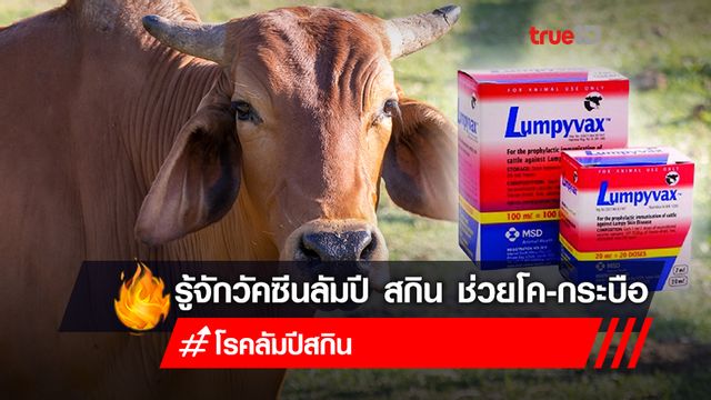 รู้จัก “วัคซีนลัมปี สกิน” ซื้ออย่างไรไม่ให้ได้ของปลอม รู้จัก “วัคซีนลัมปี สกิน” ซื้ออย่างไรไม่ให้ได้ของปลอม