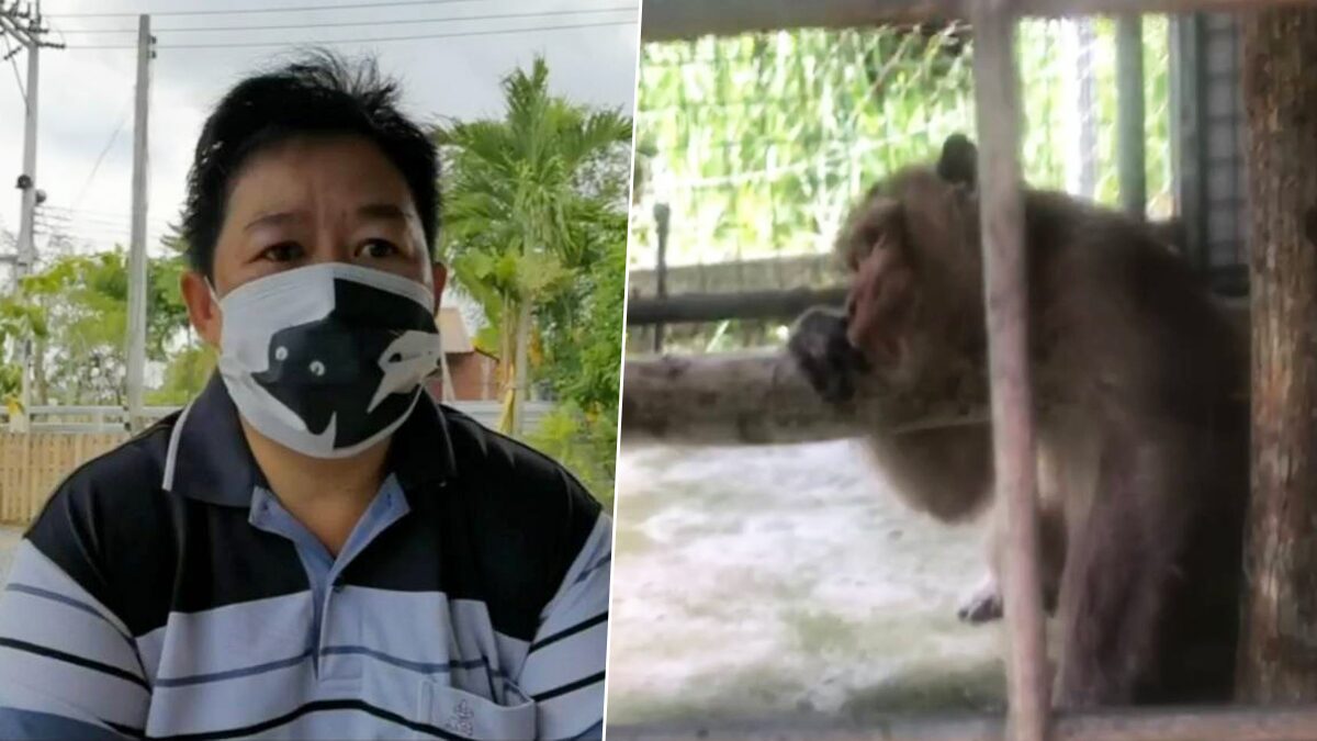 ป้าไก่ วอนจนท.นำ "ลิงลุงแสบ" วัย 22 ส่งรักษา หลังถูกยึดไป 3 ปี ล่าสุดผอมลง-ซึมเศร้า