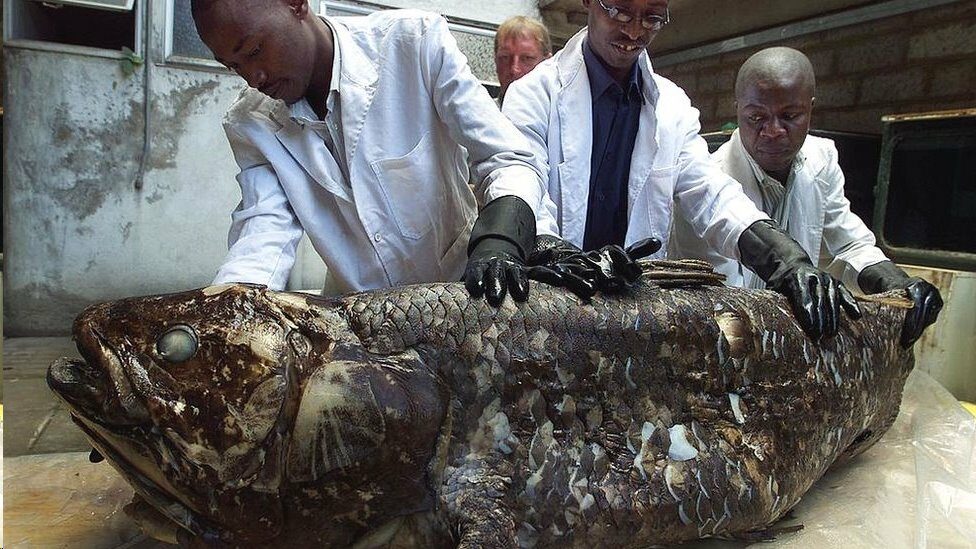 ปลาดึกดำบรรพ์ซีลาแคนท์ “ฟอสซิลที่ยังมีชีวิต” อาจมีอายุยืนยาวได้ถึงหนึ่งศตวรรษ