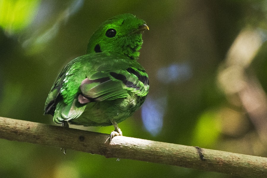 ส่อง 'นกตัวจิ๋ว' สีเขียวเนียนดุจใบไม้ในสิงคโปร์