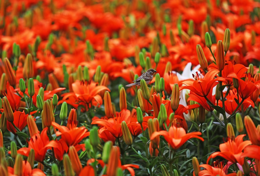 นักวิทย์จีนเพาะพันธุ์ 'ดอกลิลลี่กินได้' ปลูกในดินแดงสำเร็จ