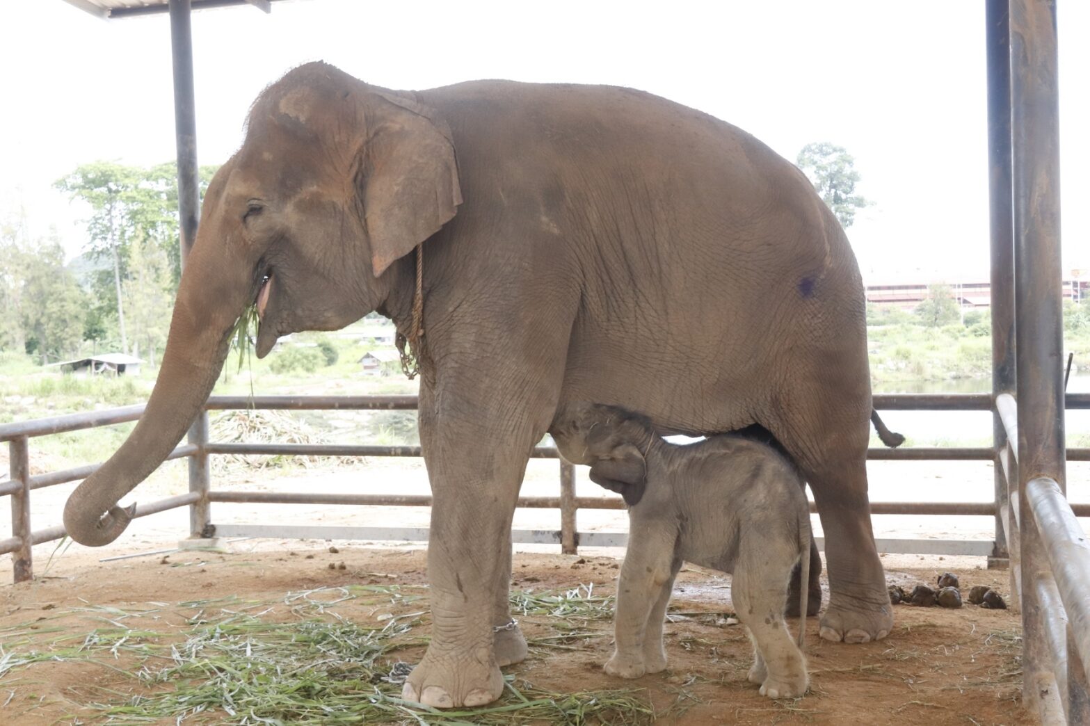 ชมภาพ!  แม่ช้างสวนนงนุชพัทยา คลอดลูกเชือกที่ 100 ตัวที่ 3 ของปี ตั้งชื่อ ‘พลายใบชา’