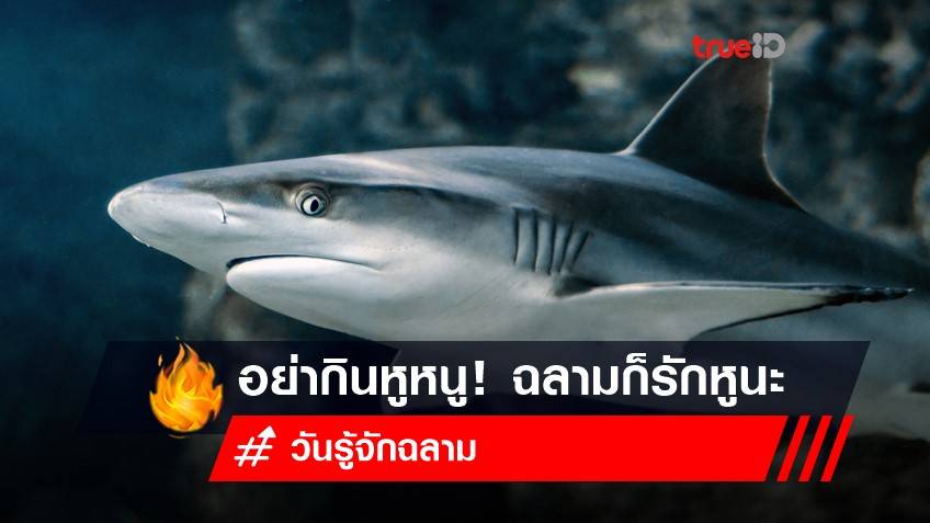 14 กรกฎาคม วันรู้จักฉลาม : อย่ากินหูหนู! หูฉลามต้องอยู่กับฉลาม