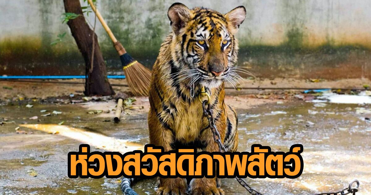 องค์กรพิทักษ์สัตว์แห่งโลก ห่วงสวัสดิภาพสัตว์ หลัง ‘สวนเสือศรีราชา’ ปิดตัว วอนรัฐตรวจสอบ