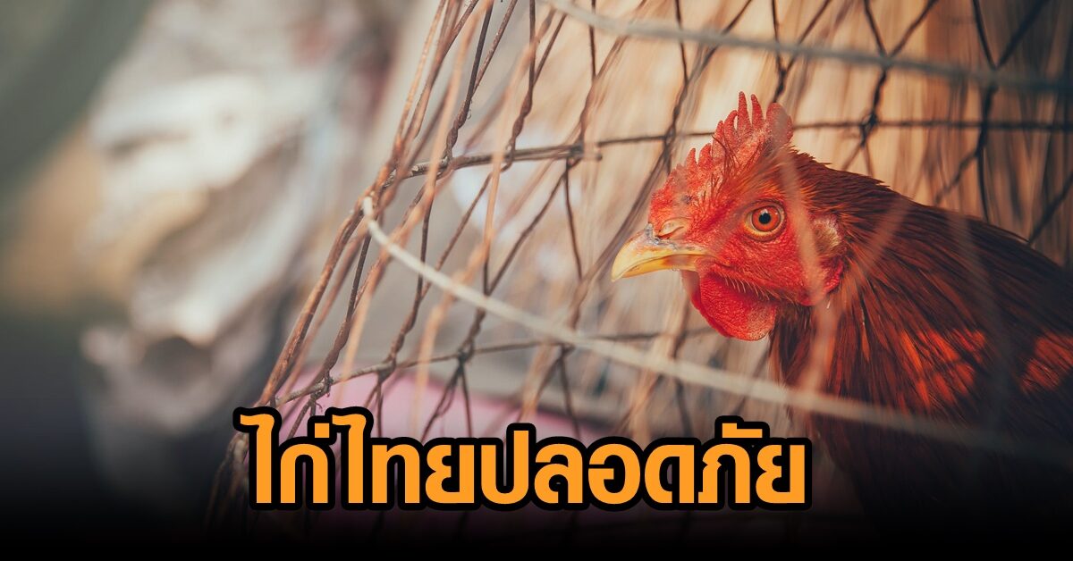 'ปศุสัตว์' ยืนยันไก่ไทยปลอดภัย ย้ำถ้าพบเสี่ยงโควิดจะไม่อนุญาตจำหน่าย แนะทานแบบปรุงสุก