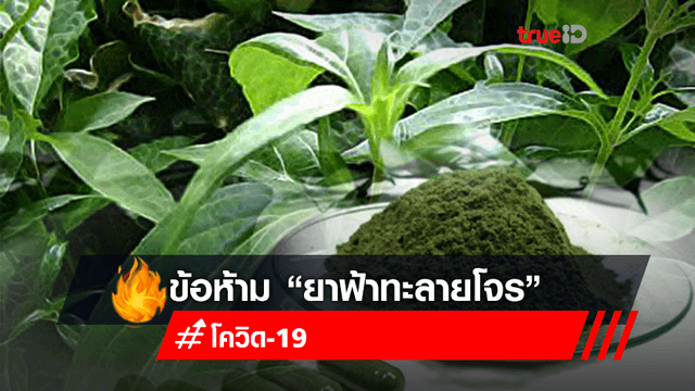 ข้อควรระวัง ข้อแนะนำ การใช้ "ฟ้าทะลายโจร" ข้อควรระวัง ข้อแนะนำ การใช้ "ฟ้าทะลายโจร"