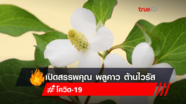 เปิดสรรพคุณ พลูคาว (ผักคาวตอง) ผักพื้นบ้านต้านไวรัส ยับยั้งหวัด เสริมภูมิคุ้มกันก็ได้ เปิดสรรพคุณ พลูคาว (ผักคาวตอง) ผักพื้นบ้านต้านไวรัส ยับยั้งหวัด เสริมภูมิคุ้มกันก็ได้