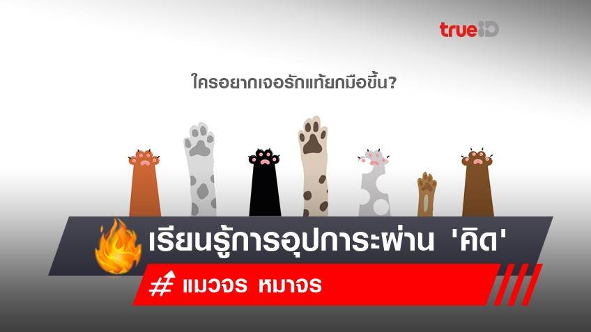 วิเคราะห์ปัญหา 'แมวจร' เรียนรู้การอุปการะผ่าน 'คิด' แมวน้อยของมิ้นท์ I Roam Alone