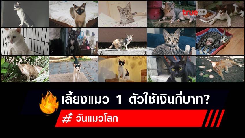 8 สิงหาคม วันแมวโลก : เลี้ยงแมว 1 ตัวใช้เงินกี่บาท? ไม่พร้อมไม่เลี้ยงกันนะ