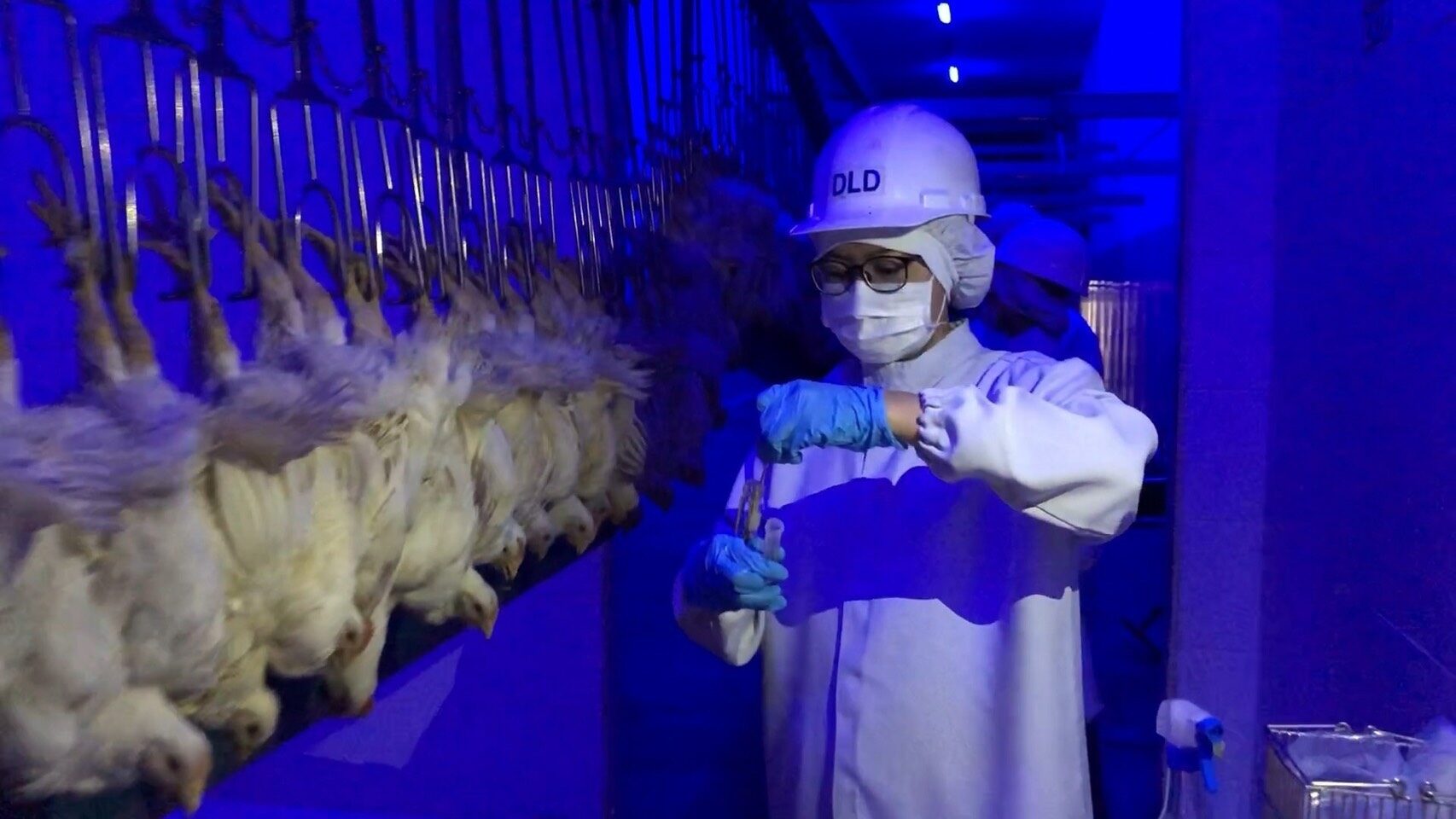 ‘ปศุสัตว์’ เผยส่งออกเนื้อไก่รับอานิสงส์โควิด ครึ่งปีแรกเพิ่มขึ้น 5 แสนตัน