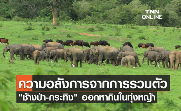 หาดูยาก! "ช้างป่า-กระทิง" รวมตัวออกหากินในทุ่งหญ้าเป็นจำนวนมาก