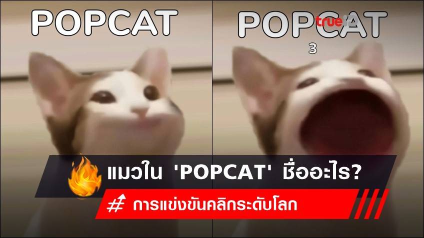 นี่ไง! แมวตัวจริงเกม POPCAT ในศึก popcatlympics การแข่งขันคลิกระดับโลก